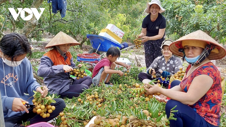 ບ່າເຣ້ຍ - ຫວູງເຕົ່າ ພັດທະນາກະສິກຳເຕັກໂນໂລຊີສູງຕາມທິດຍືນຍົງ - ảnh 2