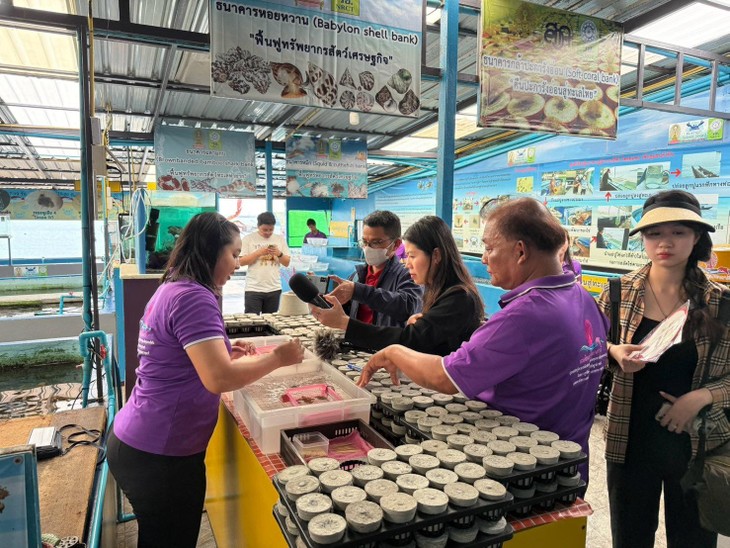 ສູນອະນຸລັກຮັກສາ ແລະ ຂະຫຍາຍພັນສັດທະເລ ເກາະ ສີຊັງ ເຊື່ອມຕໍ່ປະຊາຊົນເຂົ້າຮ່ວມການຟື້ນຟູຊັບພະຍາກອນທະເລ - ảnh 2