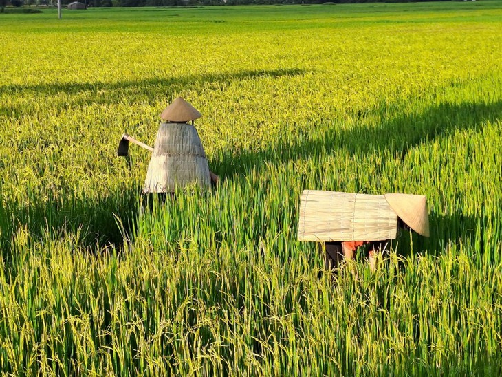 ຮັກ​ສາ​ຈຸດ​ພິ​ເສດ​ສະ​ເພາະ​ຂອງອາຊີບຫຍິບເສື້ອຄຸມທີ່ເຮັດດ້ວຍໃບໄມ້ - ảnh 2