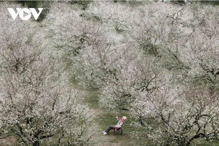 ສີສັນດອກໄມ້ເອີ້ນລະດູໜາວວຽນມາຢູ່ເຂດພູພຽງ ມົກເຈົາ - ảnh 1