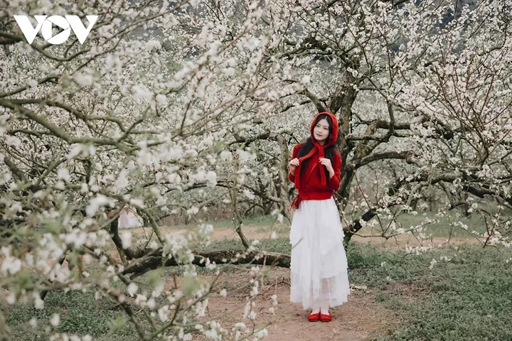 ສີສັນດອກໄມ້ເອີ້ນລະດູໜາວວຽນມາຢູ່ເຂດພູພຽງ ມົກເຈົາ - ảnh 3