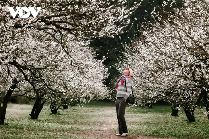 ສີສັນດອກໄມ້ເອີ້ນລະດູໜາວວຽນມາຢູ່ເຂດພູພຽງ ມົກເຈົາ - ảnh 4