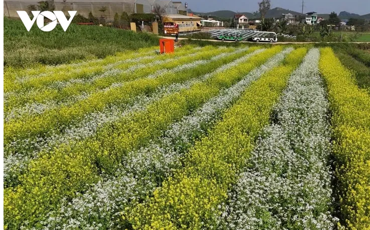ສີສັນດອກໄມ້ເອີ້ນລະດູໜາວວຽນມາຢູ່ເຂດພູພຽງ ມົກເຈົາ - ảnh 5