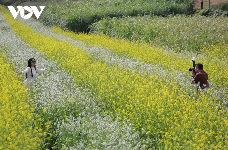 ສີສັນດອກໄມ້ເອີ້ນລະດູໜາວວຽນມາຢູ່ເຂດພູພຽງ ມົກເຈົາ - ảnh 6