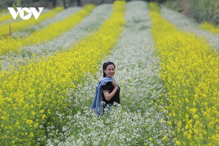 ສີສັນດອກໄມ້ເອີ້ນລະດູໜາວວຽນມາຢູ່ເຂດພູພຽງ ມົກເຈົາ - ảnh 8