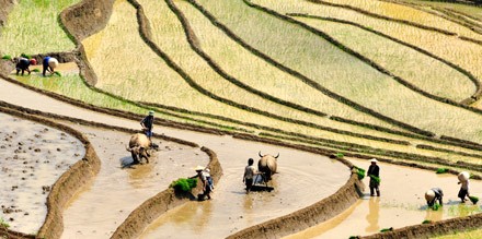 Mu Cang Chai y legendarias parcelas de arroz en terrazas - ảnh 2