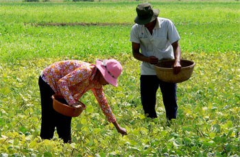 An Giang concentra fuerzas para edificar el campo - ảnh 2