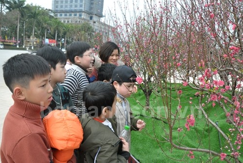 Inauguran primer festival de flores de melocotón en Lang Son - ảnh 1