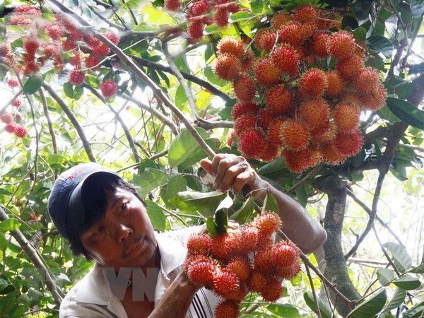 Vietnam exportará rambután a Nueva Zelanda - ảnh 1