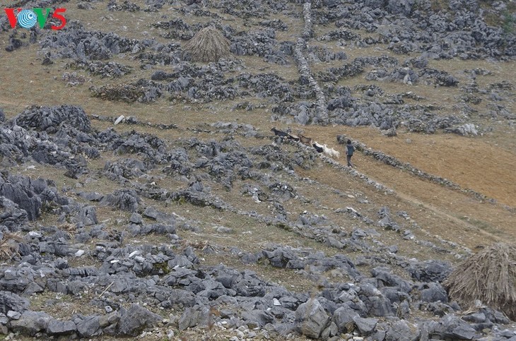 Descubren la Meseta Rocosa de Dong Van - ảnh 2