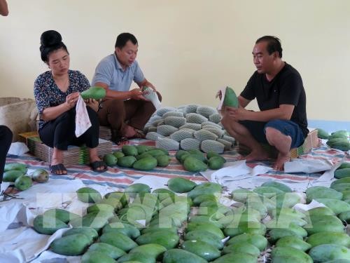 Exportan por primera vez al Reino Unido mangos verdes de Son La - ảnh 1