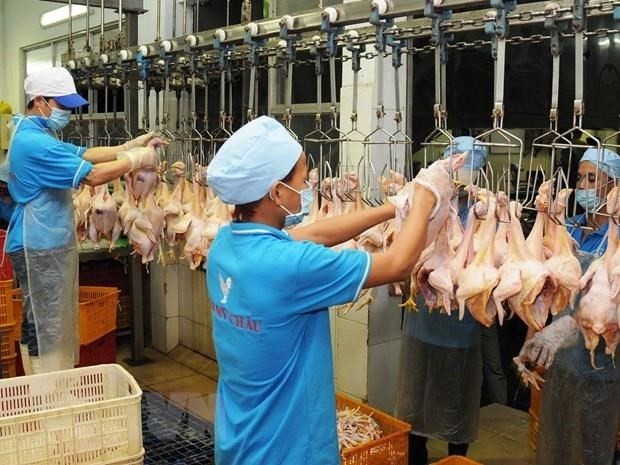 Vietnam exportará pollo procesado a Rusia - ảnh 1