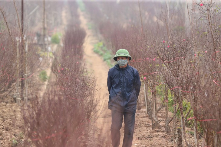 Ambiente dinámico en los viveros de melocotoneros y kumquats en Hanói en vísperas del Tet   - ảnh 1