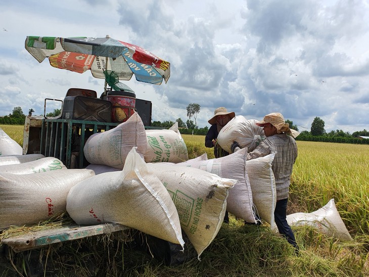 Una temporada de cultivo exitosa en el delta del río Mekong - ảnh 1