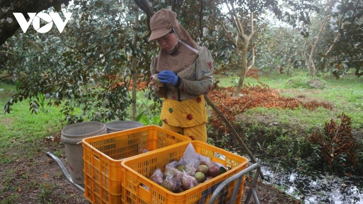 Refuerzan la cooperación para llevar caimitos morados vietnamitas al mercado estadounidense - ảnh 1