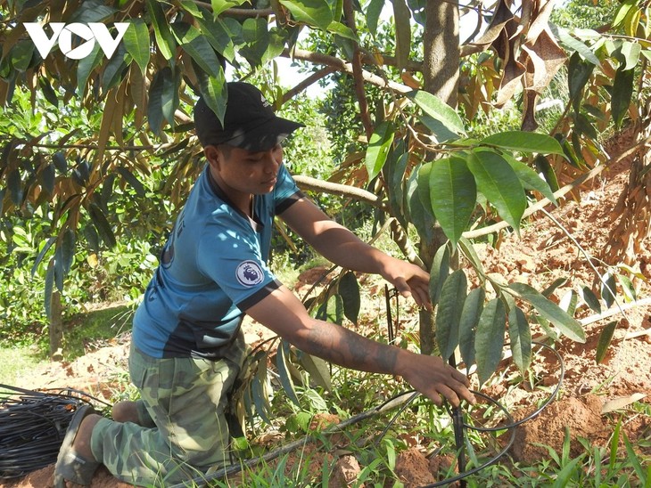 Campesinos de Kon Tum progresan con la aplicación de las nuevas tecnologías en la producción agrícola - ảnh 1