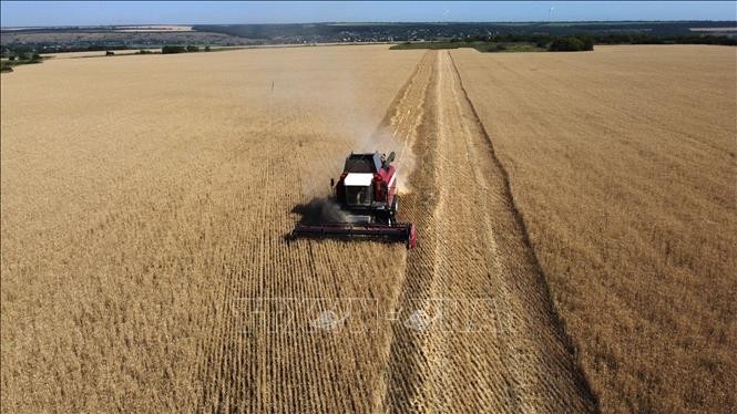 Cinco países de la Unión Europea permiten el tránsito de productos agrícolas ucranianos - ảnh 1