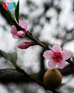 Primavera en la zona montañosa de Tay Bac - ảnh 6