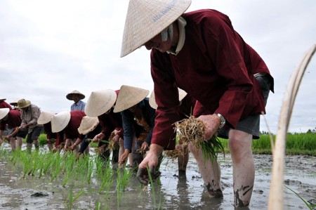 En Hoi An: Turistas extranjeros en la piel de campesinos vietnamitas - ảnh 1