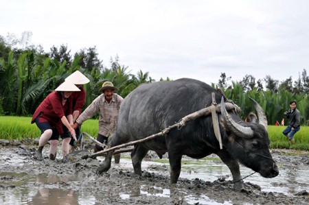 En Hoi An: Turistas extranjeros en la piel de campesinos vietnamitas - ảnh 2