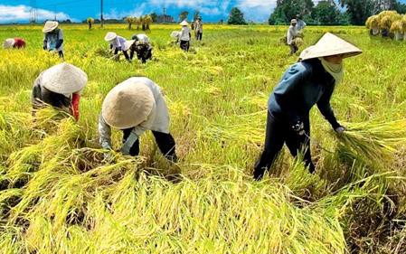 Comuna de Quynh Minh, Thái Binh construye nuevo campo - ảnh 1