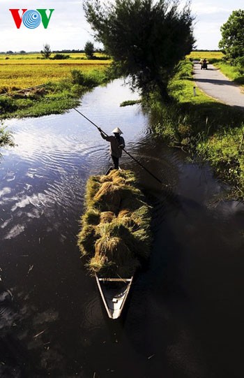 Temporada de cosecha de arroz en Hue - ảnh 5