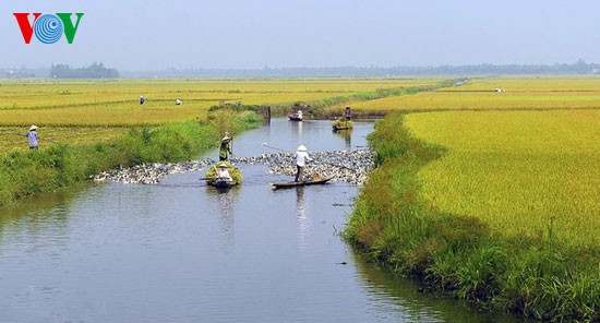 Temporada de cosecha de arroz en Hue - ảnh 9