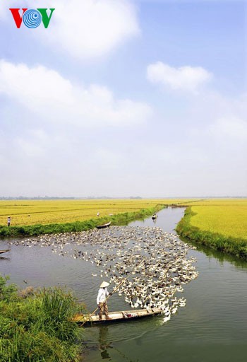 Temporada de cosecha de arroz en Hue - ảnh 8