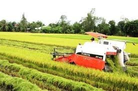 Modelo del Gran Campo en Vietnam muestra resultados alentadores - ảnh 1