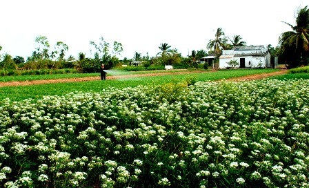 Cambio de fisonomía en Quang Nam gracias al Programa de nuevo campo - ảnh 1