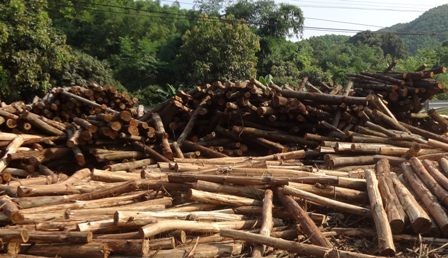 Crecen exportaciones de madera por esfuerzos de adaptación al mercado - ảnh 2