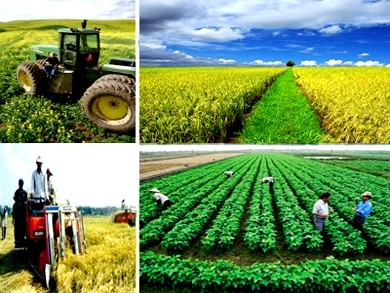 Expertos comparten experiencias sobre sostenibilidad agrícola de Vietnam - ảnh 1