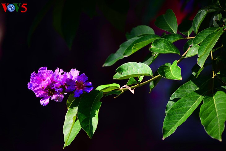 Colorful flowers in Hanoi summer - ảnh 3