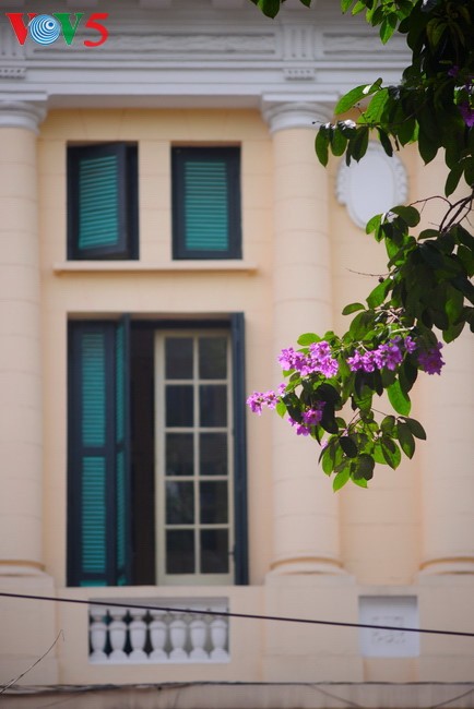 Colorful flowers in Hanoi summer - ảnh 4