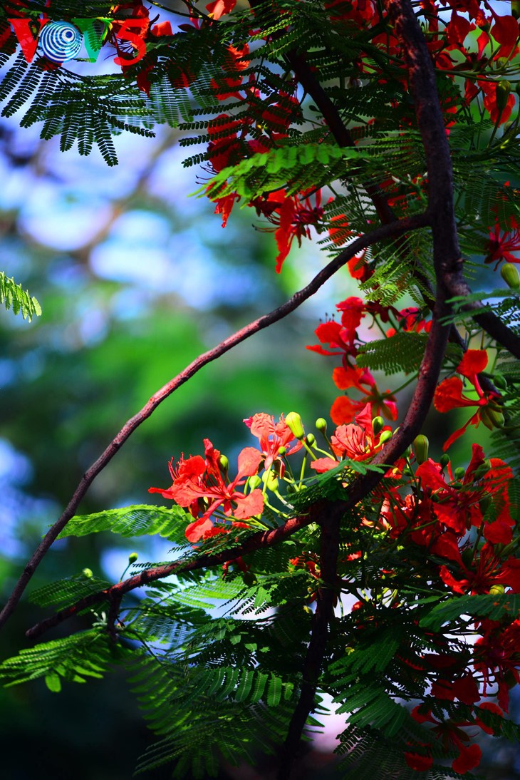 Colorful flowers in Hanoi summer - ảnh 7