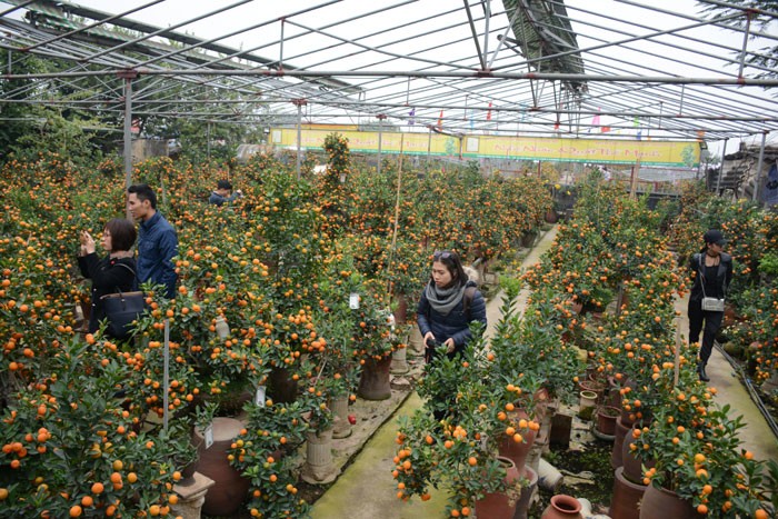 Les vietnamiens préparent leurs bonsaïs pour la fête du Têt - ảnh 1