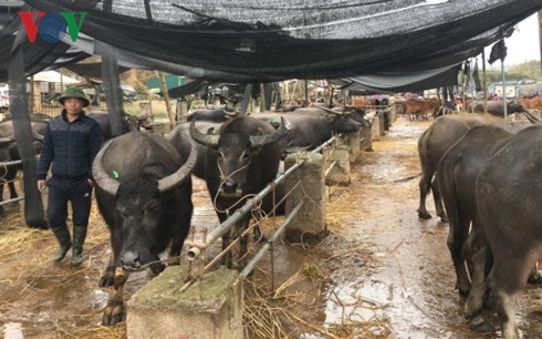 Trà Linh, le plus grand marché aux bestiaux du Nord - ảnh 2