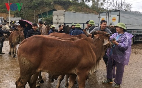 Trà Linh, le plus grand marché aux bestiaux du Nord - ảnh 3