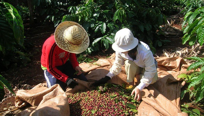 Le café de spécialité,  un marché prometteur pour le Tây Nguyên  - ảnh 1