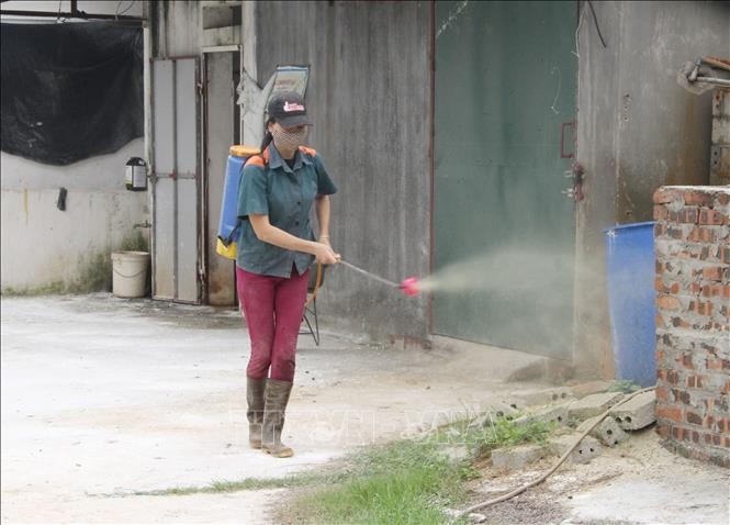 Assistance internationale à la lutte contre la peste porcine africaine au Vietnam - ảnh 1