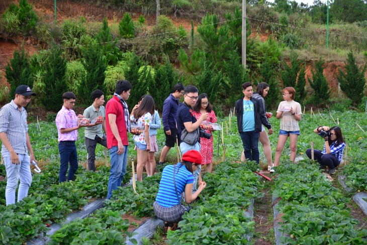 Agrotourisme en plein essor à Dà Lat - ảnh 2