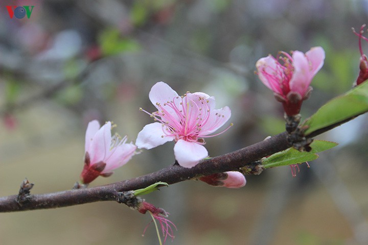 Le printemps est à notre porte - ảnh 1