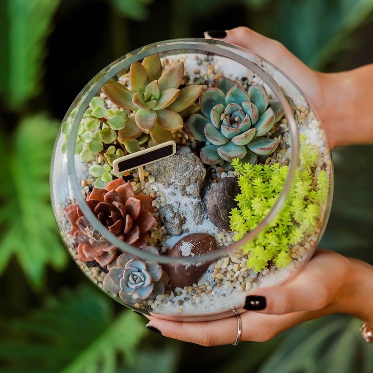 Le terrarium végétal enchante les jeunes - ảnh 2