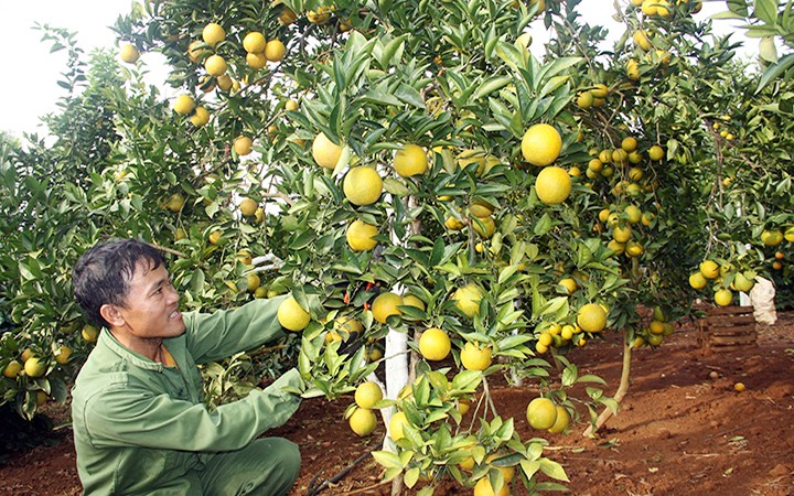 Son La: mieux exporter ses produits agricoles - ảnh 1