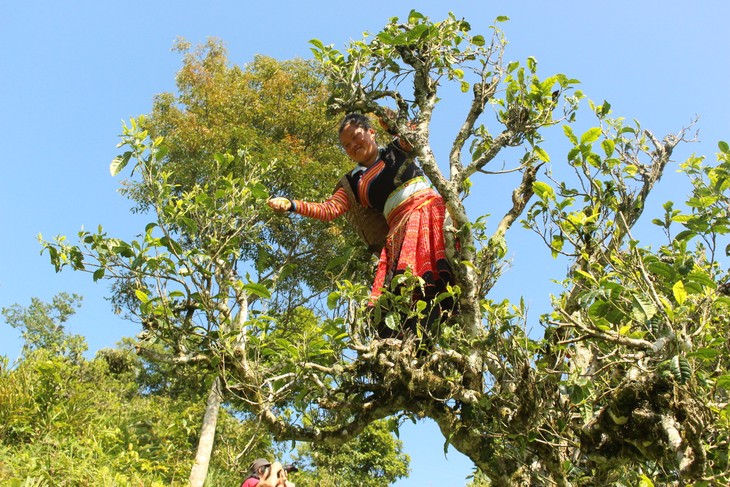 Pu Nhi Farm, la nouvelle destination du Nord-Ouest - ảnh 2