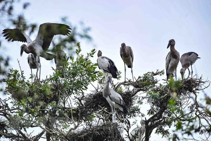 Le parc national de Tràm Chim - ảnh 2