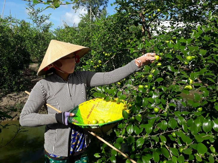 Les fruits de la réussite - ảnh 1