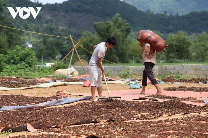 Récolter la badiane avec les habitants de Lang Son - ảnh 2