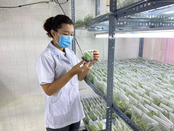 Nguyên Phuong Hang: Pionnière de l'innovation agricole - ảnh 2