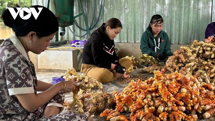 Lâm Hang Ni et ses produits d’amidon de curcuma - ảnh 2